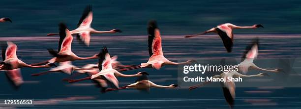 lesser flamingos in flight - lake nakuru national park bildbanksfoton och bilder