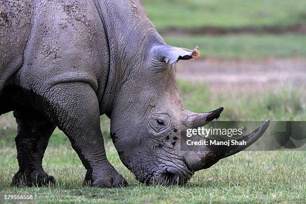 white rhino - rinoceronte foto e immagini stock