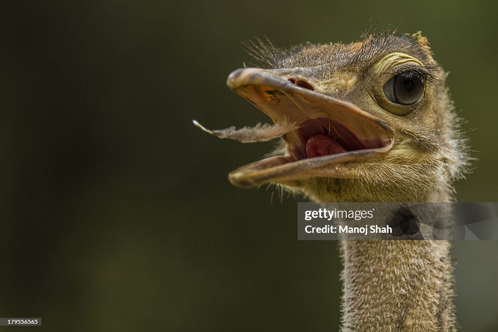 African Ostrich Portrait