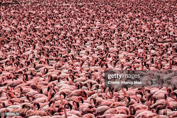 lesser flamingos in masse - flamingo bird stock pictures, royalty-free photos & images