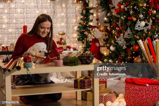 wide shot of young woman and her cute bichon frise decorating christmas presents for loved ones - frise stock pictures, royalty-free photos & images