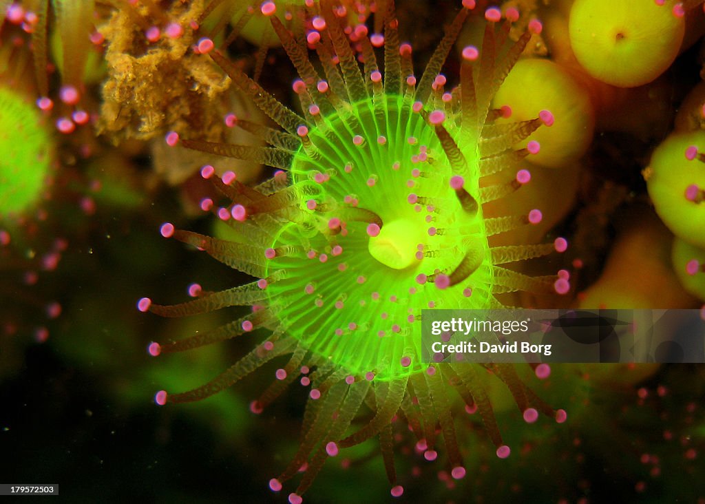 Corynactis viridis