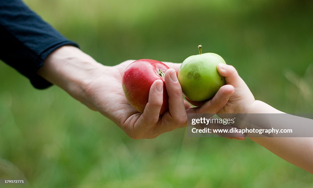 Hands giving apples