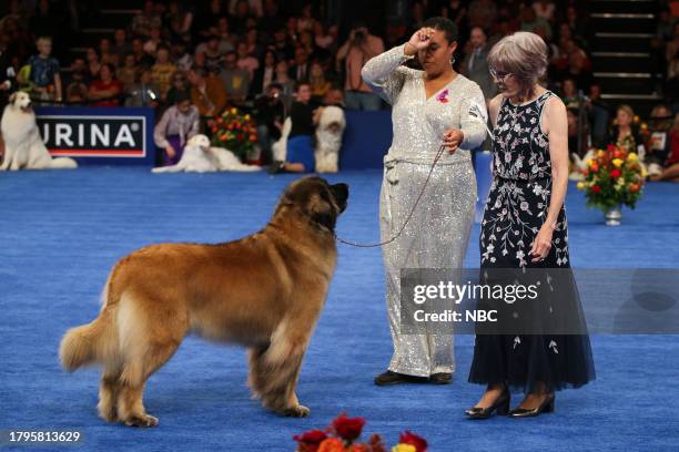 Pictured: Leonberger --