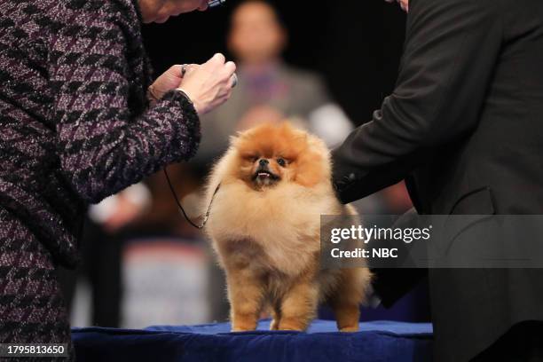 Pictured: Pomeranian --