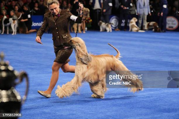 Pictured: Afghan Hound --