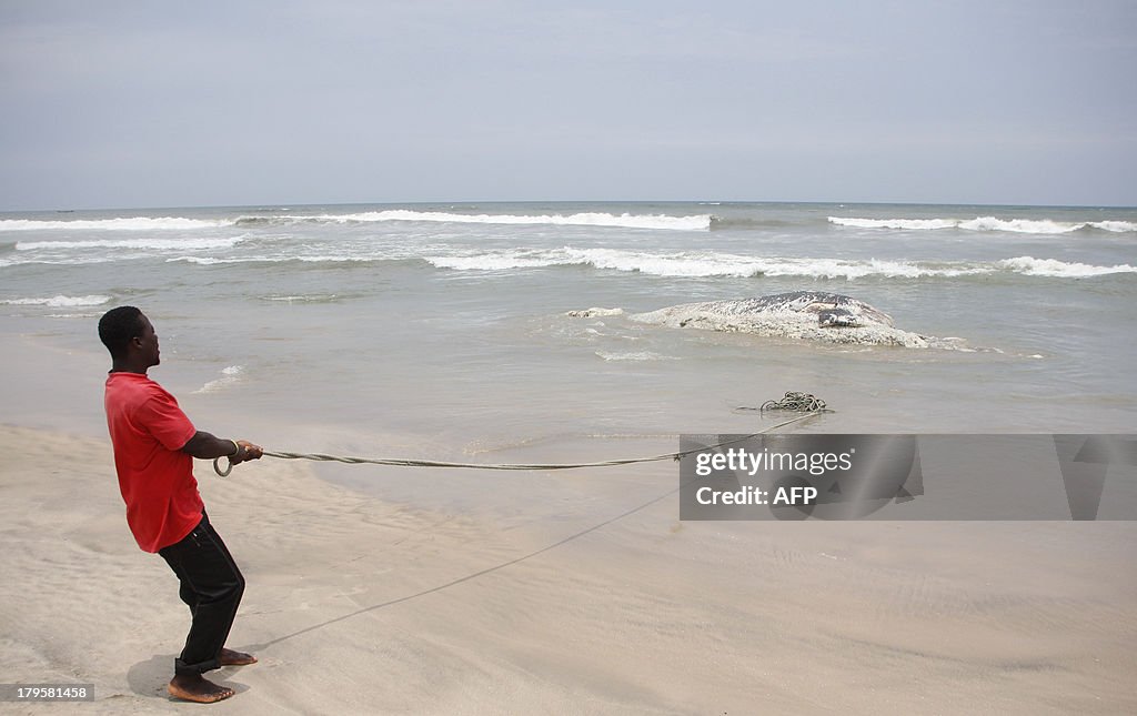 GHANA-WHALES