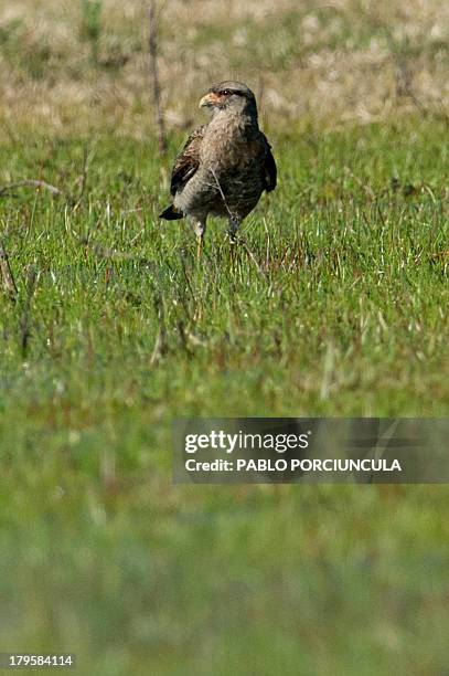 Chimango caracara is seen in the saline wetland of the Arroyo Maldonado , near La Barra, just a few kilometres from the Uruguayan glamorous seaside...