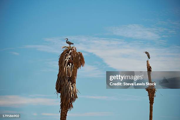 blue heron on top of a tree. - heron stock pictures, royalty-free photos & images
