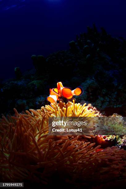 clown anemonefish - symbiotic relationship stock pictures, royalty-free photos & images