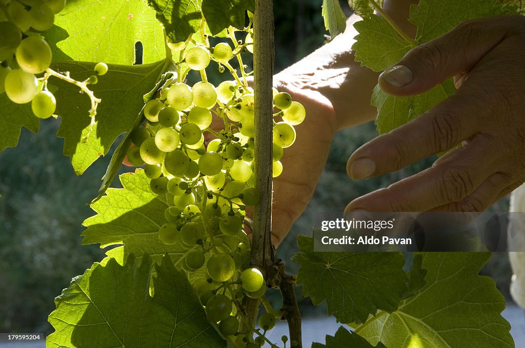 Bunch of grapes Prosecco wine