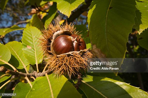 italy, farra di soligo, chestnut - chestnuts stock pictures, royalty-free photos & images