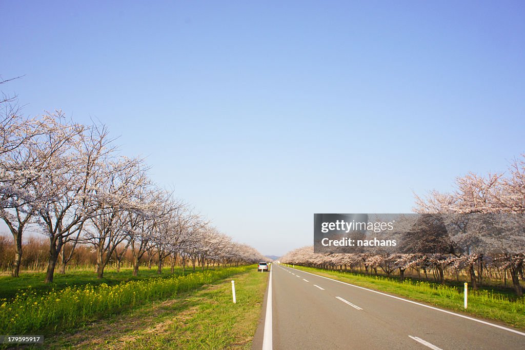 Sakura road