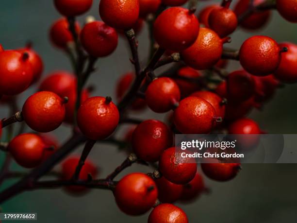 baies rouges - passion fruit photos et images de collection