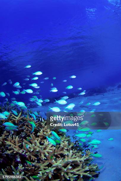 blue green damselfish - 沖縄県 stock pictures, royalty-free photos & images