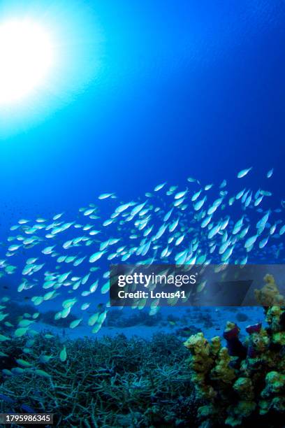 blue green damselfish - 沖縄県 stock pictures, royalty-free photos & images