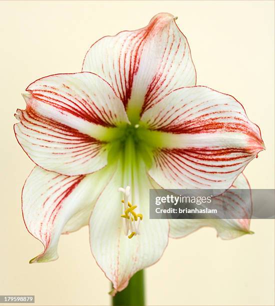 single - hippeastrum picotee stock pictures, royalty-free photos & images
