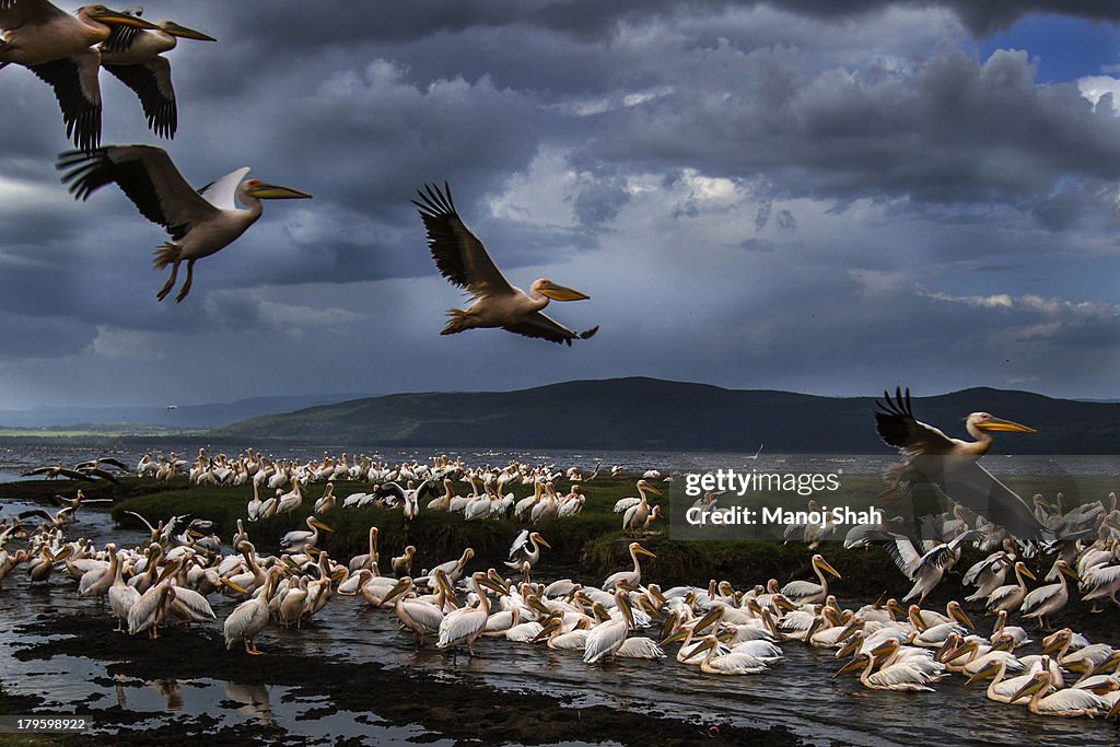 White Pelicans at Lake Nakuru