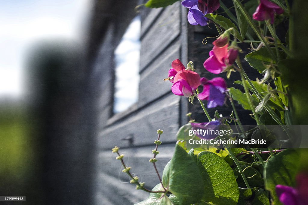 Sweet pea on the garden shed