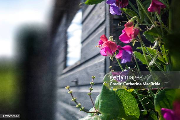 sweet pea on the garden shed - catherine macbride stock pictures, royalty-free photos & images