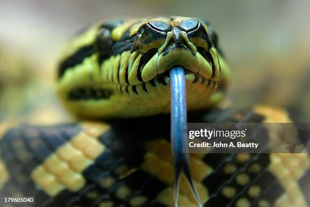 Python Toungue 1,562 Snake Tongue Stock Photos, High-Res Pictures, and Images - Getty ...