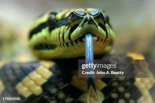 Carpet Python Toungue Carpet Python Toungue