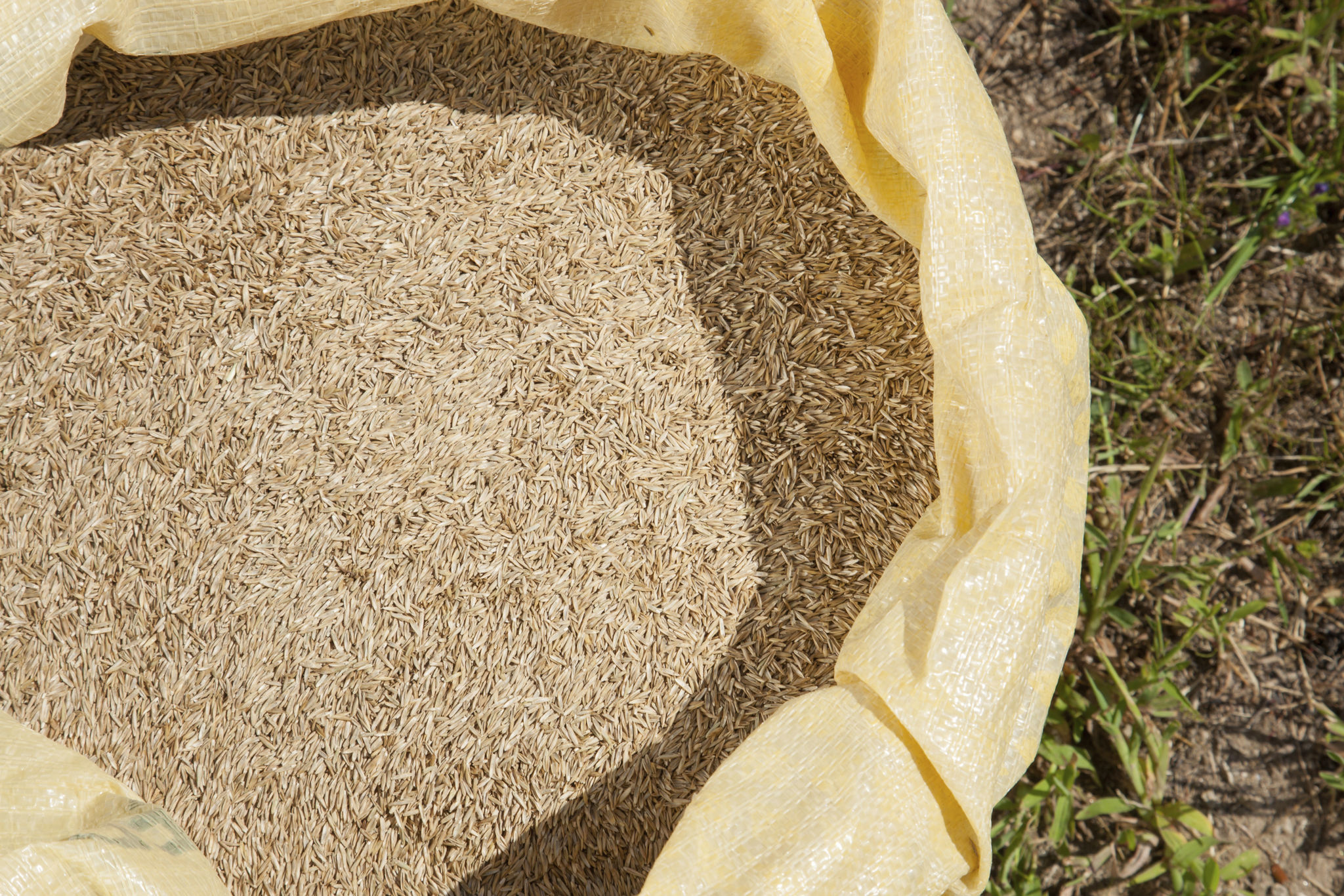 grass seeds