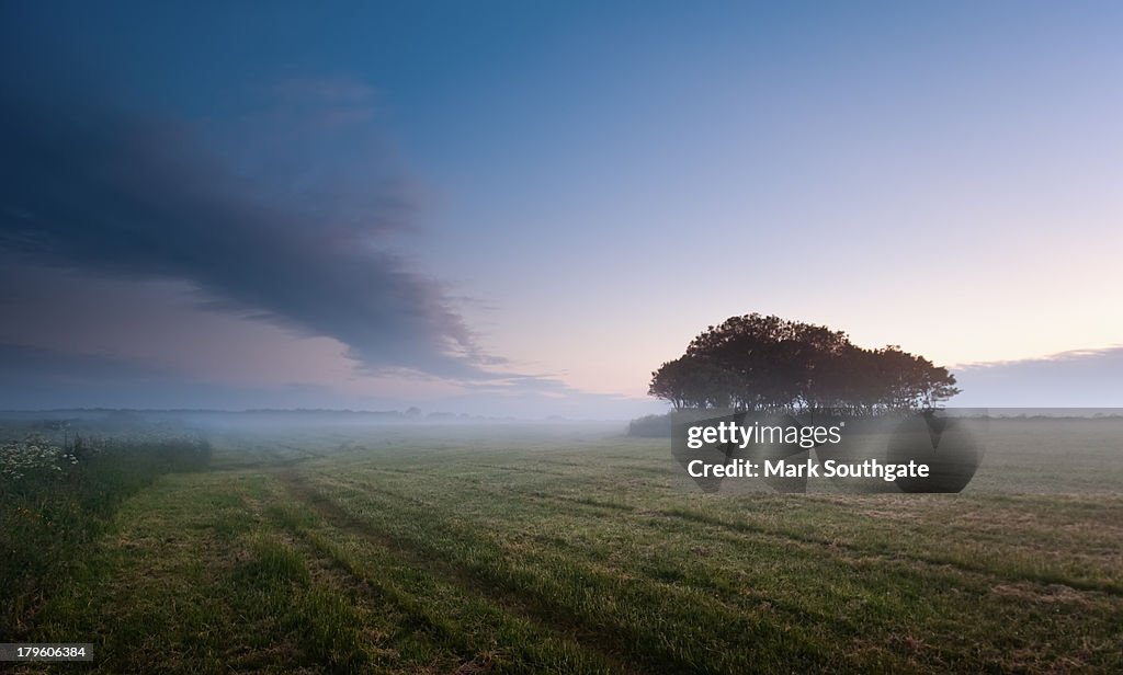 Misty copse