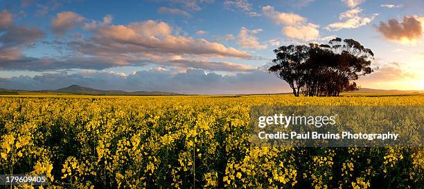 canola eucalyptus panorama - durbanville stock pictures, royalty-free photos & images