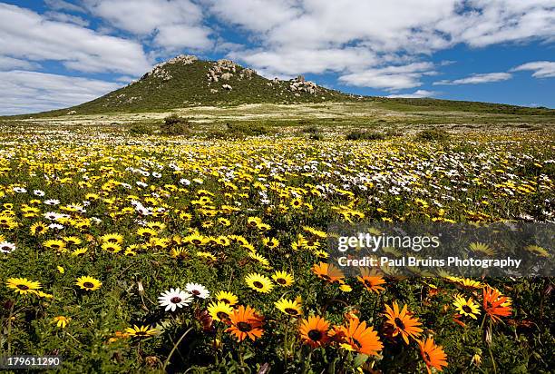 postberg wild flower carpet - nationalpark west coast stock-fotos und bilder