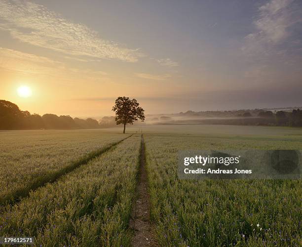 flax field at dawn - hampshire stockfoto's en -beelden