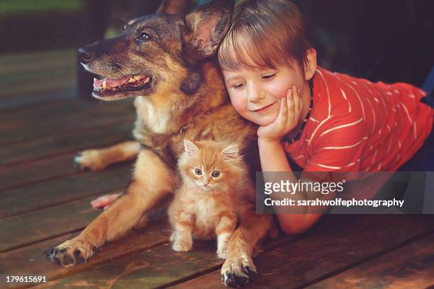 little boy with a dog and kitten - kid with cat stock-fotos und bilder