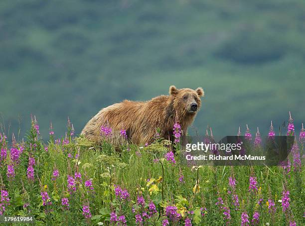 brown bear in purple flowers - katmai national park stockfoto's en -beelden