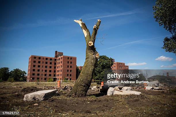 Destroyed tree sits next to the remains of the Fredrick Douglass Housing Projects, which were abandoned in 2008 and are now being demolished, on...