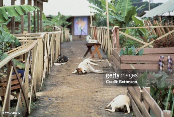 The bodies of three dead dogs at the Peoples Temple compound in Jonestown, Guyana, November 23rd 1978. Under the direction of their leader Jim Jones,...