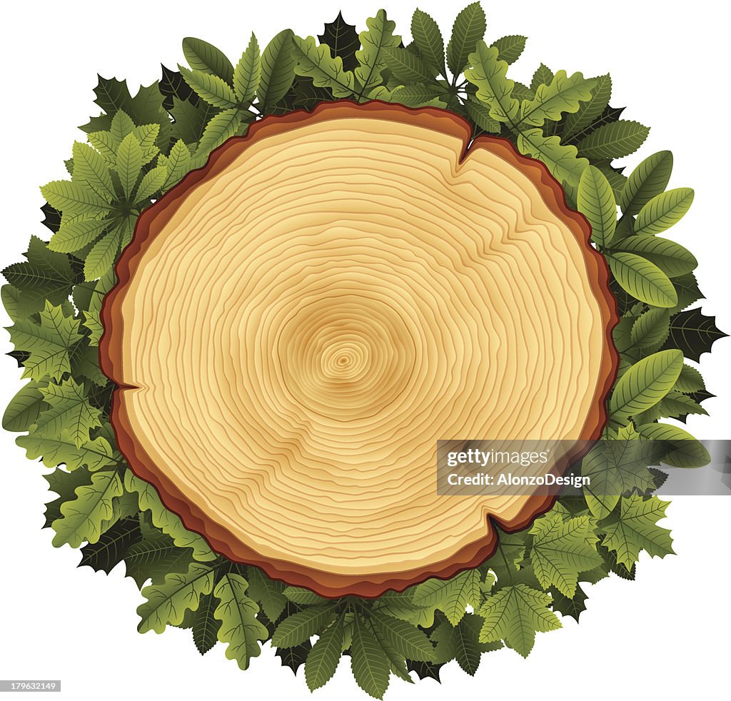 Tree Vector Section Tree Cross Section And Leaves Wreath High-Res Vector Graphic - Getty Images