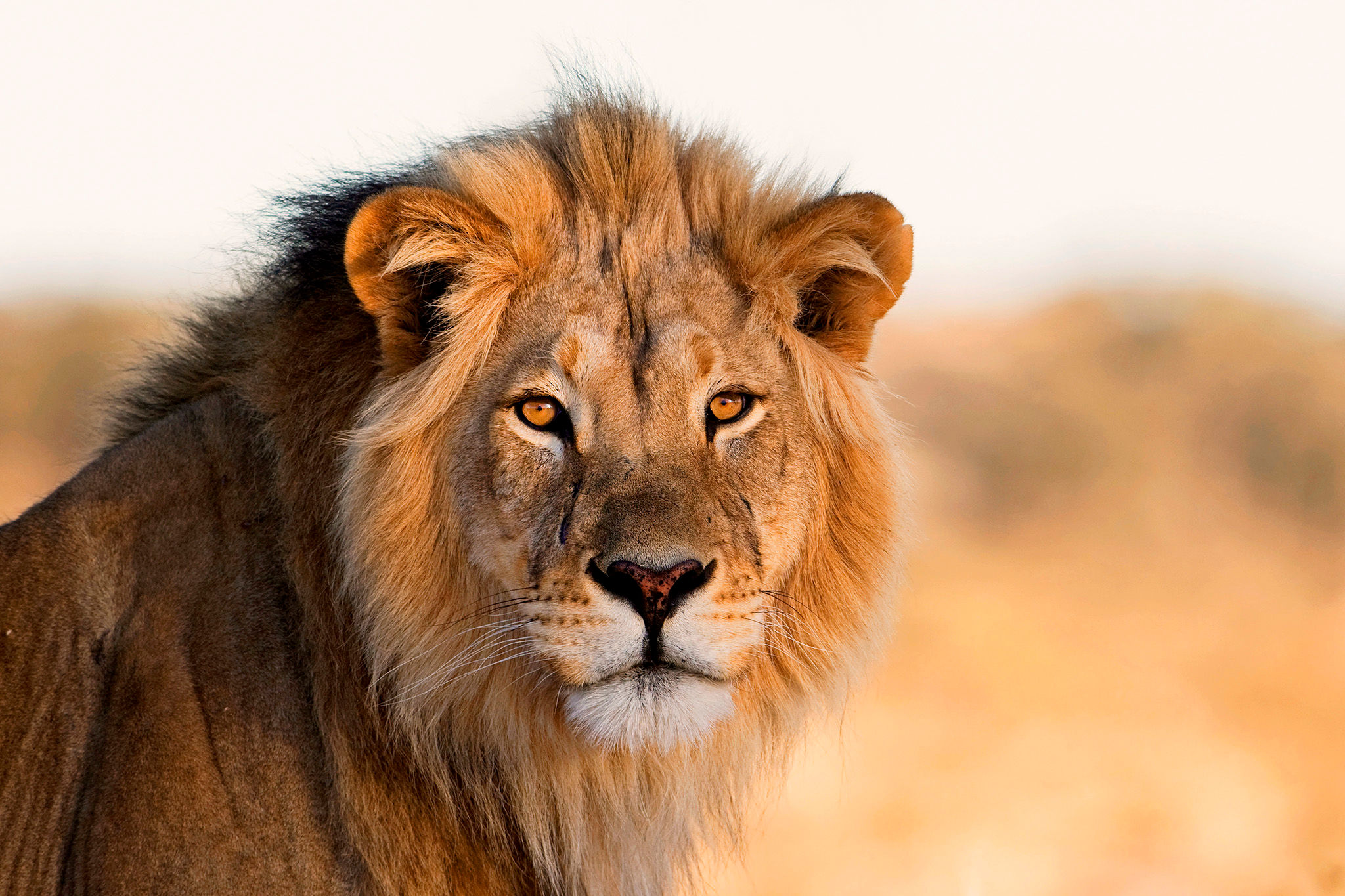 lions in africa