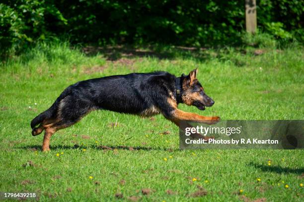 young german shepherd running at speed outdoors - runners stock pictures, royalty-free photos & images