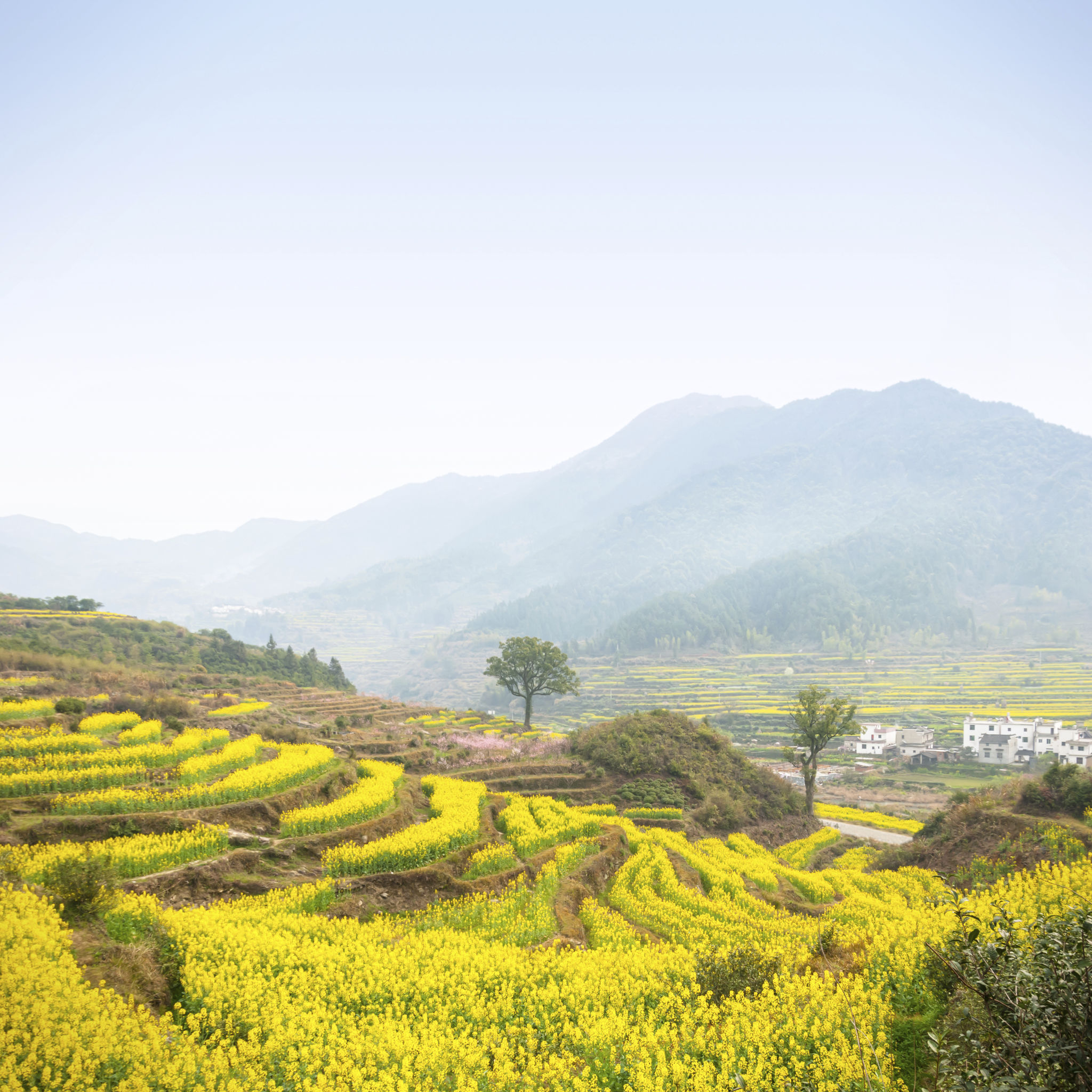 Wuyuan travel guide Wuyuan travel guide