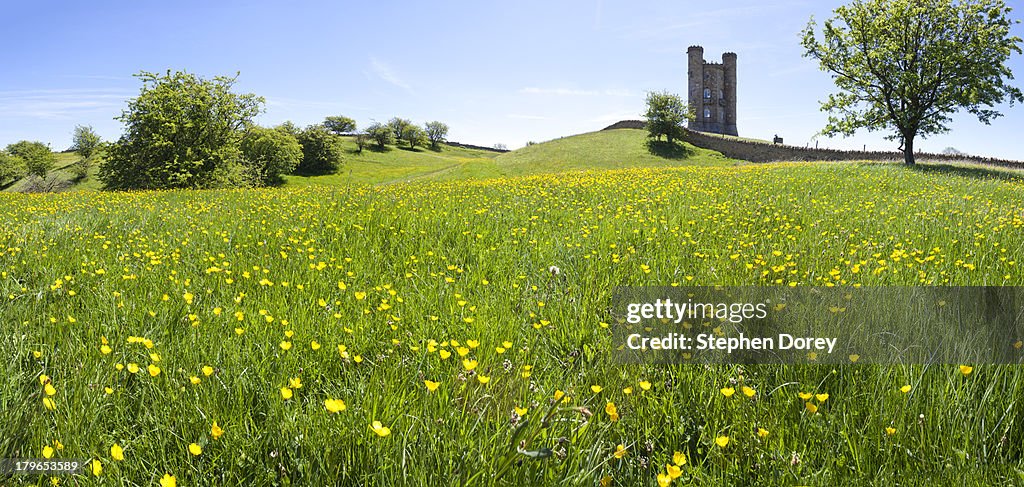 Buttercups on the Cotswolds at Broadway Tower