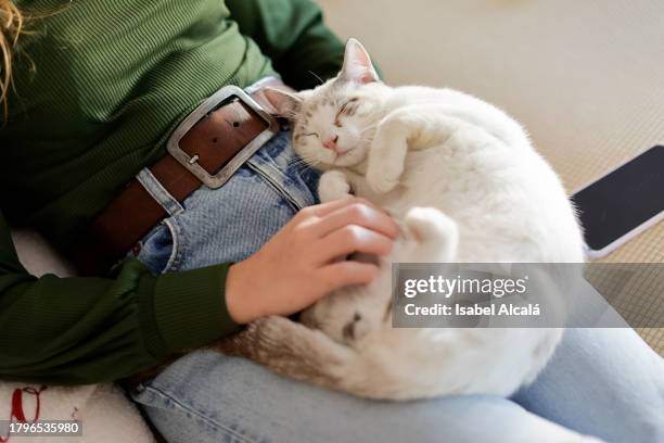 woman playing with her cat on her lap - kitten purring stock pictures, royalty-free photos & images