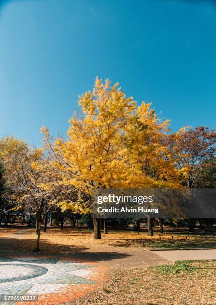 yellow ginkgo leaves with blue sky background at " showa kinen memorial park " in autumn, japan - ginkgo stockfoto's en -beelden