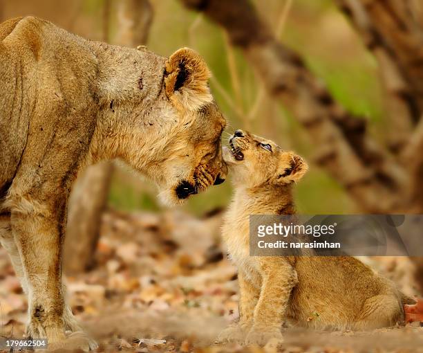 lioness and cub - ギールフォーレスト国立公園 ストックフォトと画像