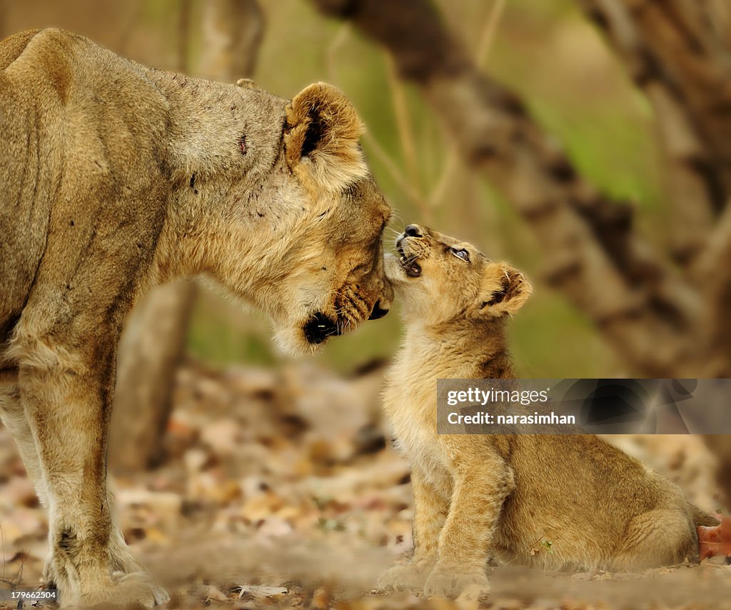 Lioness and Cub