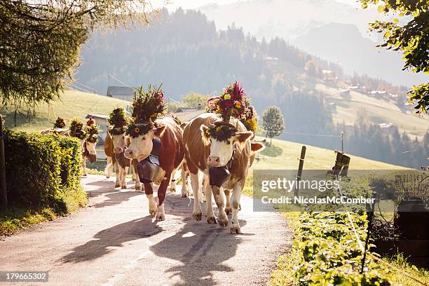 back lit decorated cows on swiss alpine road - zwitserse cultuur stockfoto's en -beelden