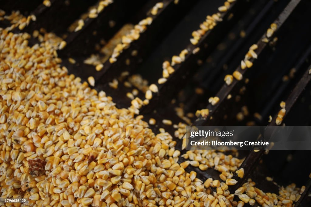 Common Kernels Kernels Of Corn High-Res Stock Photo - Getty Images