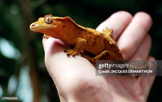 Karim Daoues, manager of La Ferme Tropicale shows a Rhacodactylus ciliatus also know as the Crested Gecko on September 6, 2013 in Paris. Specialties...