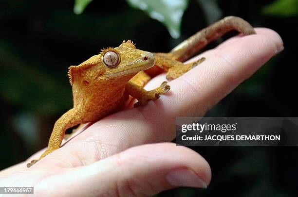 Karim Daoues, manager of La Ferme Tropicale shows a Rhacodactylus ciliatus also know as the Crested Gecko on September 6, 2013 in Paris. Specialties...