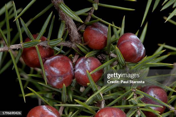juniperus oxycedrus (prickly juniper, red juniper, prickly cedar, sharp cedar) - fruits (cones) - juniperus oxycedrus stock pictures, royalty-free photos & images