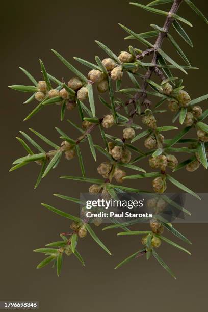 juniperus oxycedrus (prickly juniper, red juniper, prickly cedar, sharp cedar) - flowers - juniperus oxycedrus stock pictures, royalty-free photos & images